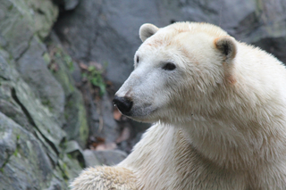 Mezinárodní den ledních medvědů